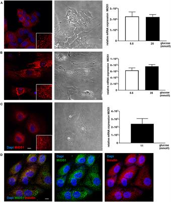 MiD51 Is Important for Maintaining Mitochondrial Health in Pancreatic Islet and MIN6 Cells